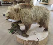 Bär Nurmi und das Jagdmuseum (Hohenbrunn)